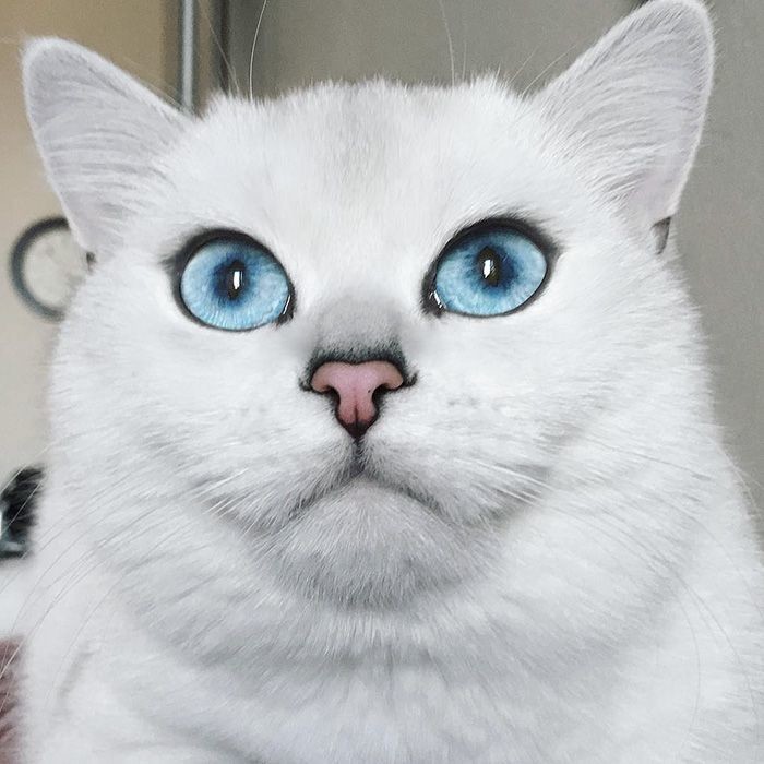 Коби — кошка с глазами невероятной красоты