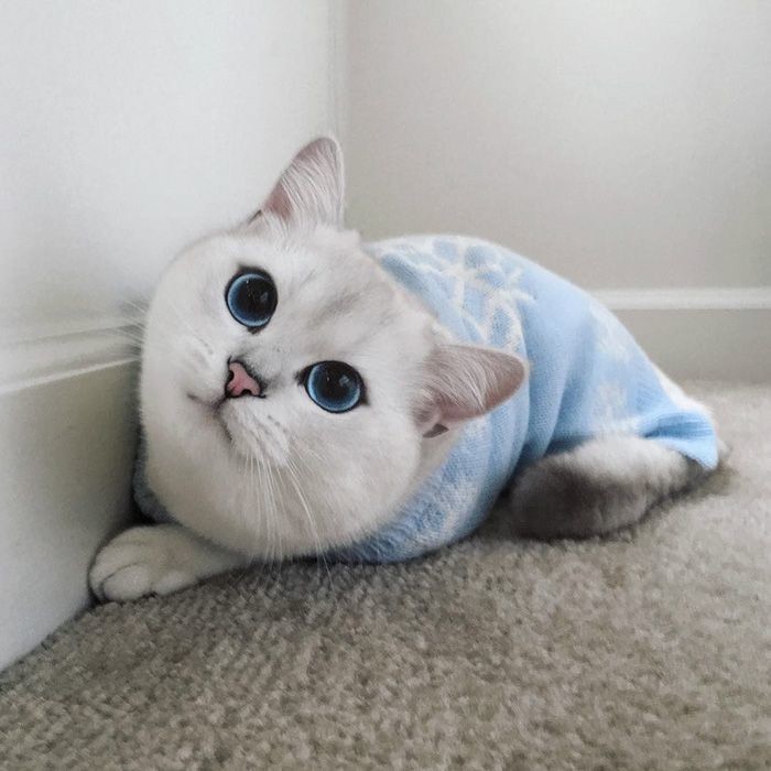 Коби — кошка с глазами невероятной красоты
