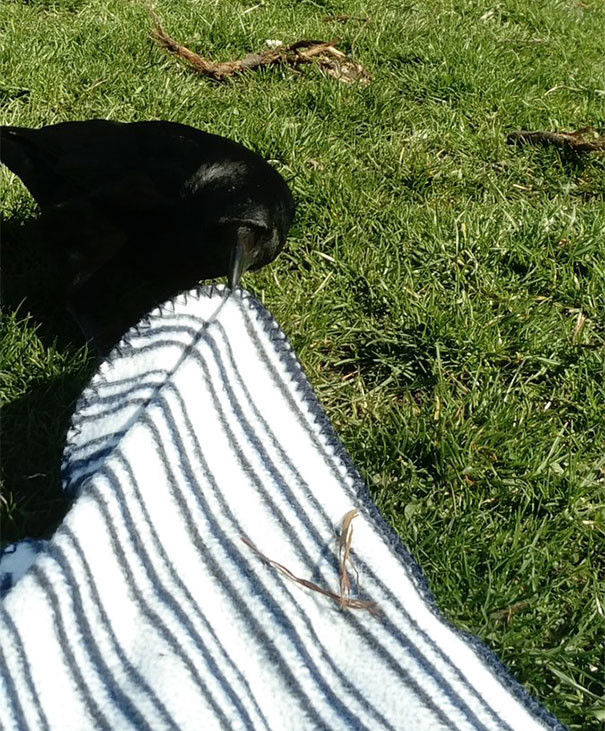 Ворона пытается стянуть одеяло для пикника