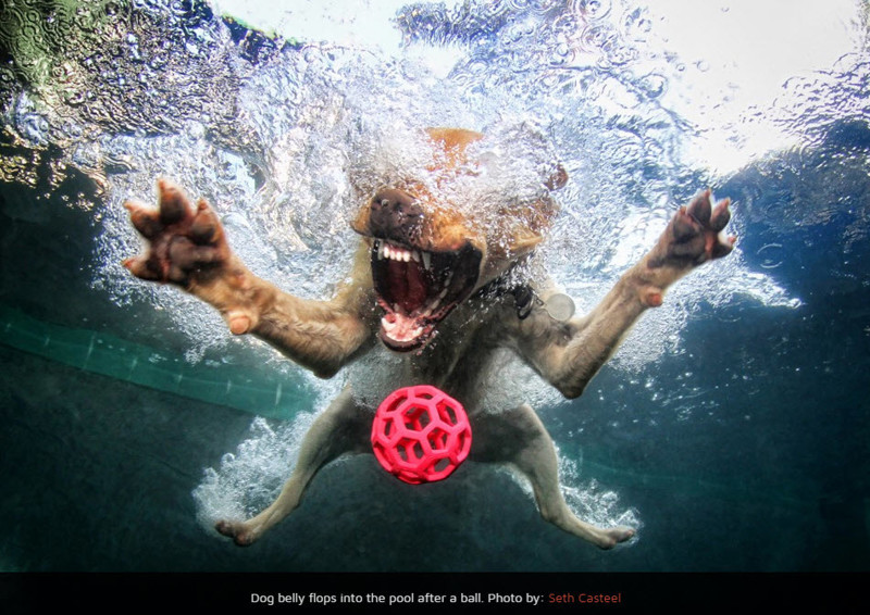 Фотографии, которые открывают нам удивительный мир собак