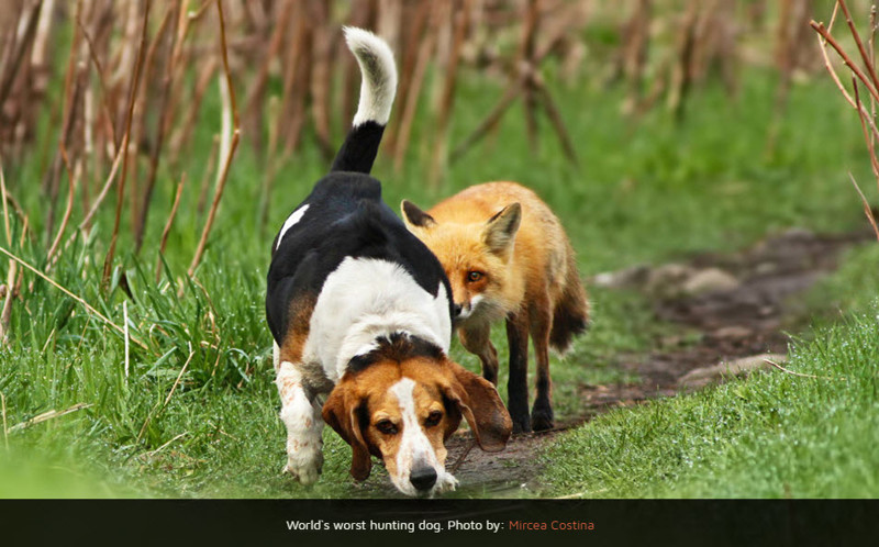 Фотографии, которые открывают нам удивительный мир собак