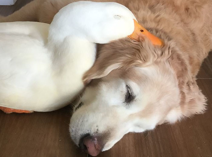 История о том, как утка и пёс стали лучшими друзьями