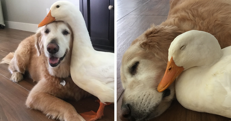 История о том, как утка и пёс стали лучшими друзьями