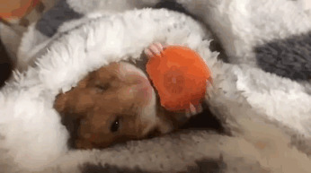 3. Иногда нужно просто посмотреть на хомяка в одеяле, поедающего морковку