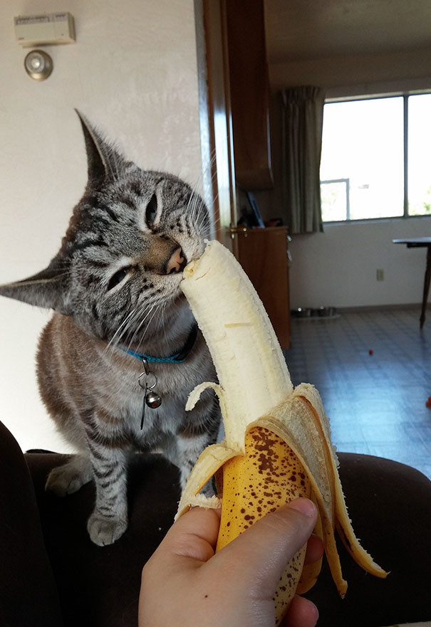 41. Кот с бананом