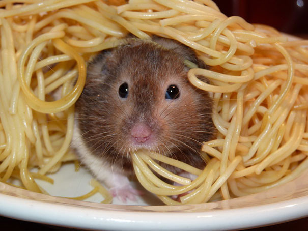13. Крыса в спагетти 