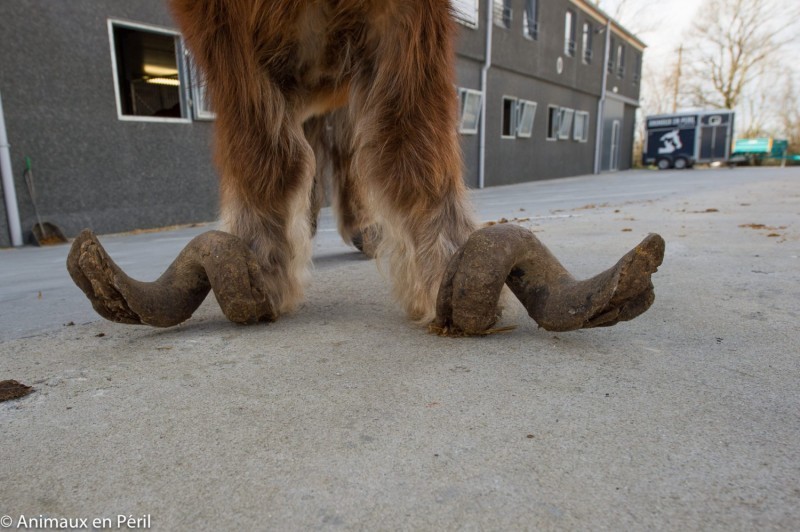 В Бельгии волонтеры спасли истощенных и заброшенных пони и лошадь