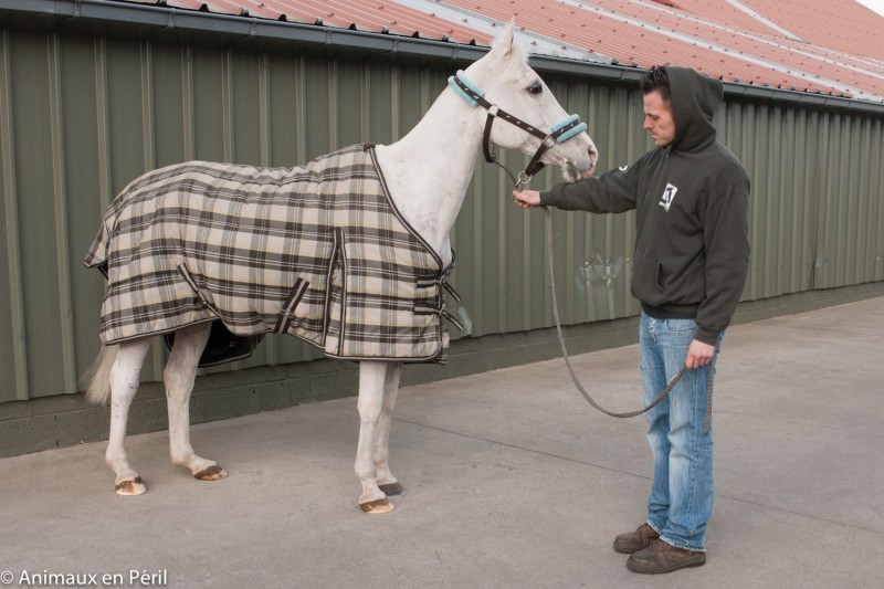 В Бельгии волонтеры спасли истощенных и заброшенных пони и лошадь