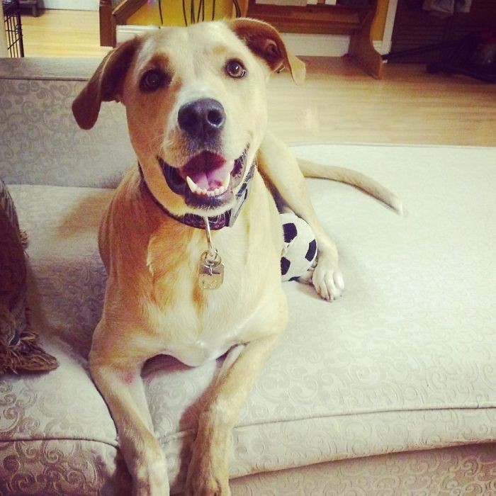 «Самая грустная собака в мире» снова ищет дом