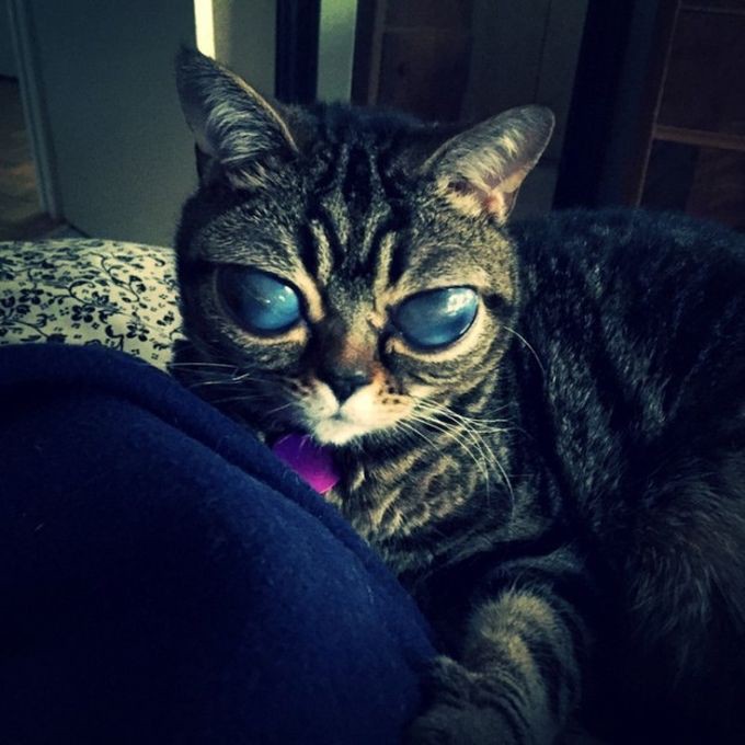 Кошка-инопланетянка из Британии с удивительными глазами