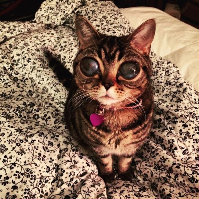 Кошка-инопланетянка из Британии с удивительными глазами