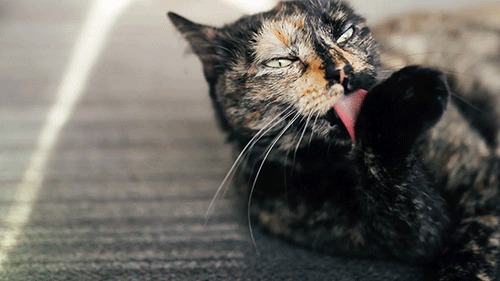 14 невероятных секретов, которые скрывают кошки от своих хозяев