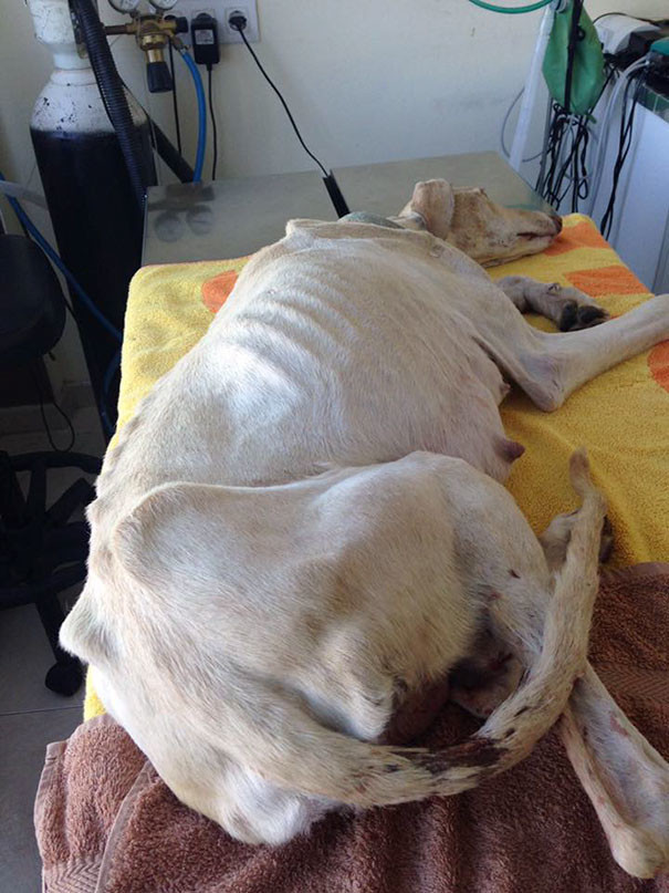 Собака со сломанными лапами привела ветеринара к своим щенкам