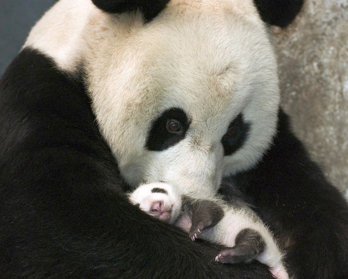 3. Малыш панды