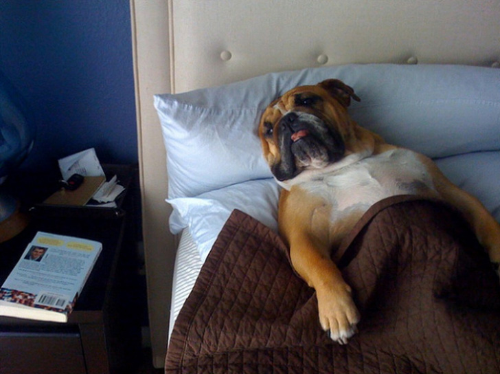27 собак, которые спят в вашей постели, — потому что могут!