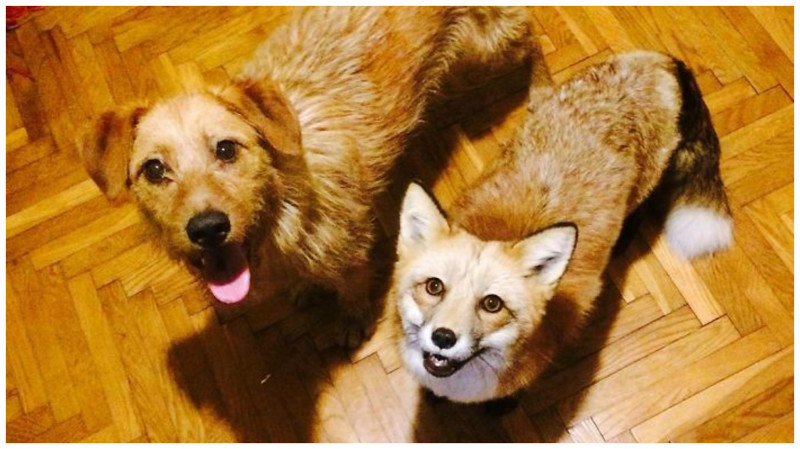 Домашняя лиса и пес - лучшие друзья
