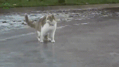 GIF доказательства, что коты — чертовски весёлые ребята