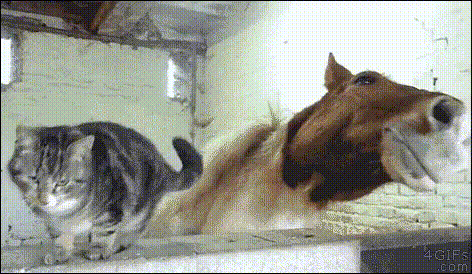 GIF доказательства, что коты — чертовски весёлые ребята