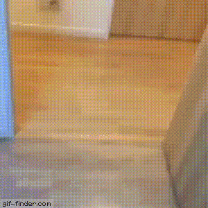 GIF доказательства, что коты — чертовски весёлые ребята