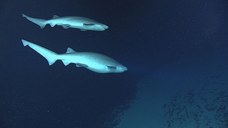 Шестижаберные акулы (самец и самка).