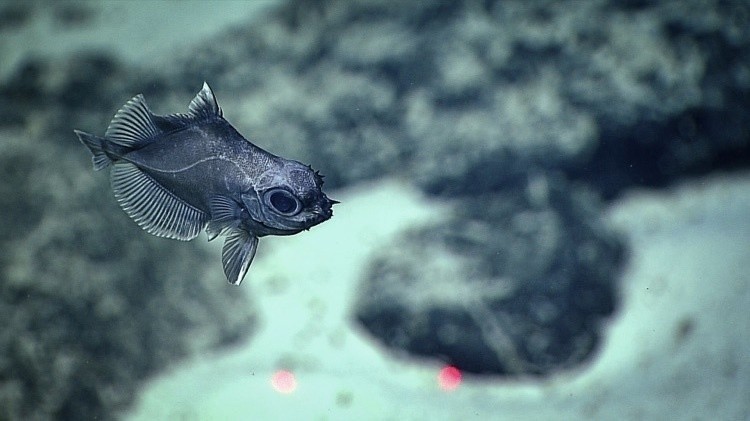 Рыба из семейства Oreosomatidae.