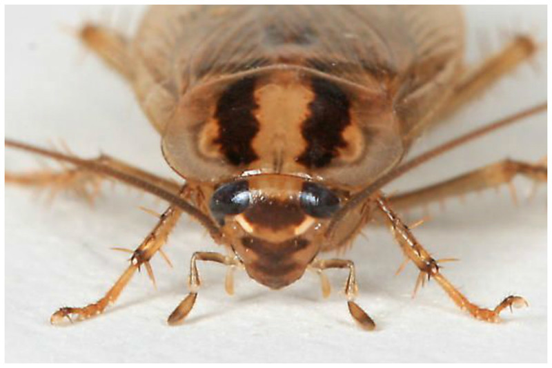 Тараканы могут задерживать дыхание и находиться вообще без воздуха около 40 минут