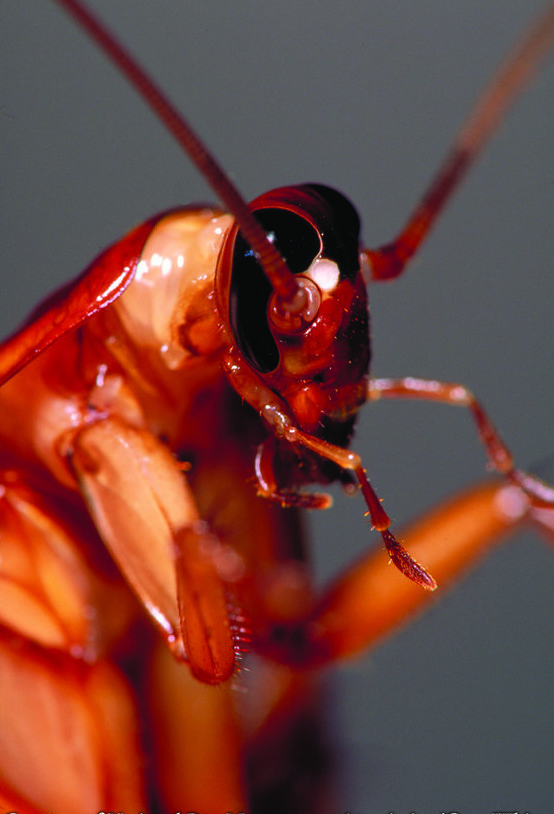 Тараканы весьма существенно влияют на Землю. Дело в том, что все насекомые, включая и огромное количество тараканов, выделяют в воздух около 20% метана, который ученые называют основной причиной глобального потепления