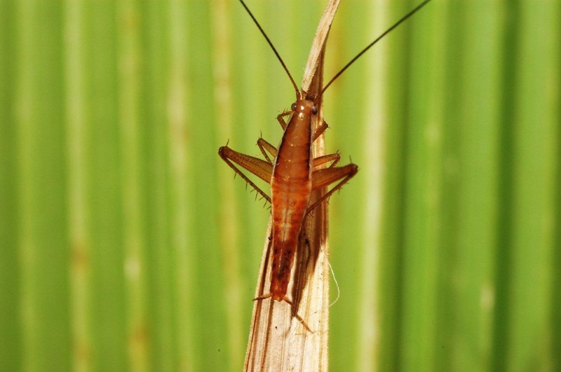 Прыгающий таракан  Saltoblattella montistabularis (англ. Jumping Cockroach)