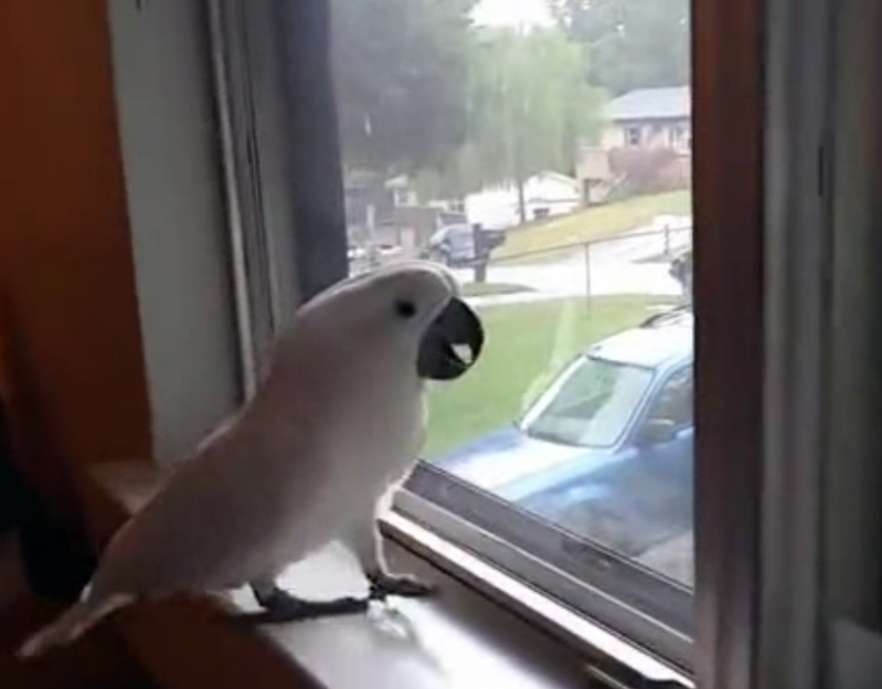 Попугай приходит в восторг, когда его хозяин возвращается домой