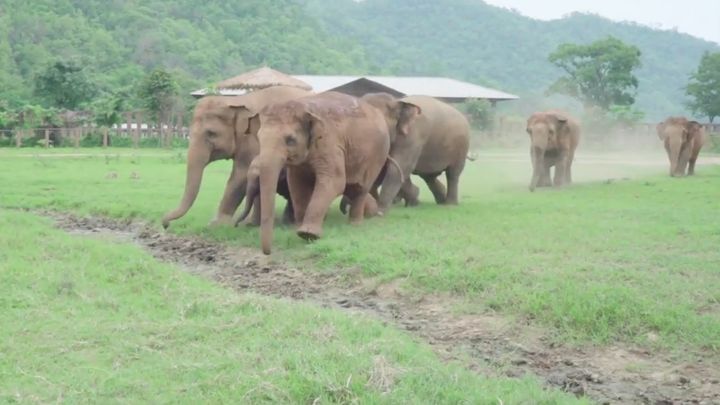 Слоны радостно встречают спасенного слоненка