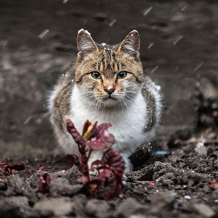 Эмоциональные портреты животных фотографа Сергея Полюшко