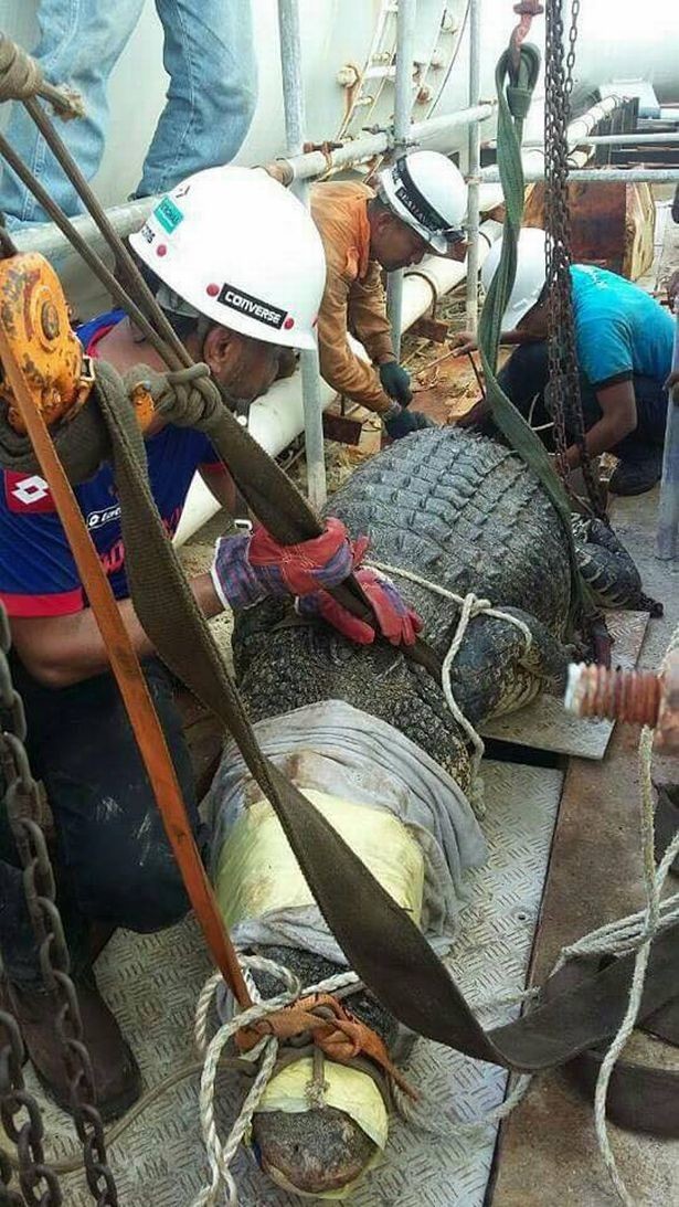 10 часов пожарные спасали 6-метрового крокодила из стока
