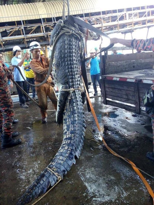 10 часов пожарные спасали 6-метрового крокодила из стока