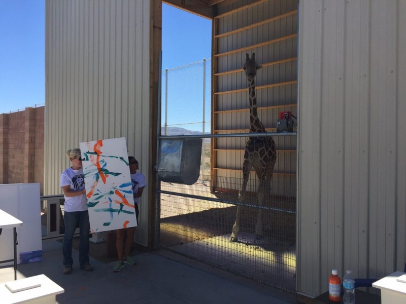 В заповеднике Невады живёт жираф-художник 
