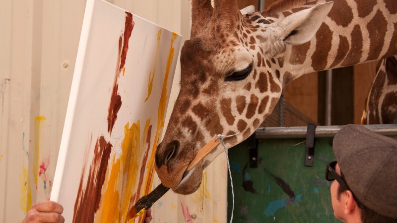 В заповеднике Невады живёт жираф-художник 