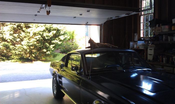 Кот может настигнуть вас и в гараже