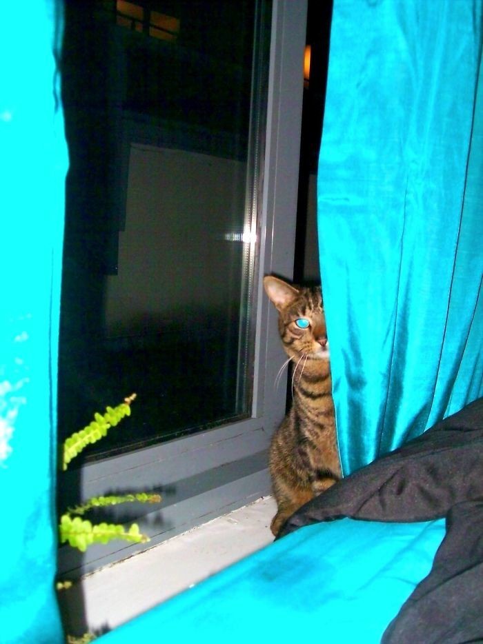 "До этого у меня не было кота. Он решил неожиданно зайти в гости через окно"