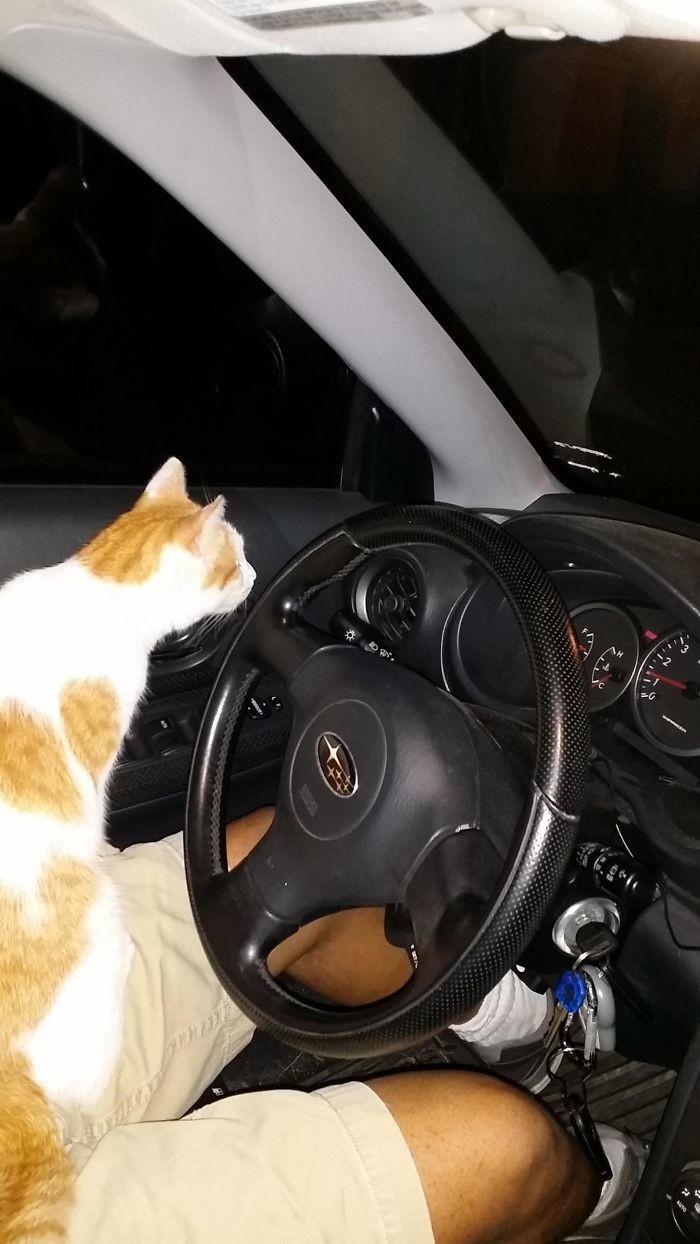 Кот запрыгнул в машину и отказывался уходить. Так он выбрал своего хозяина.