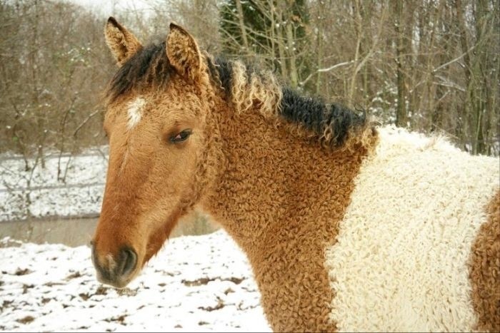 Забайкальская кучерявая лошадь