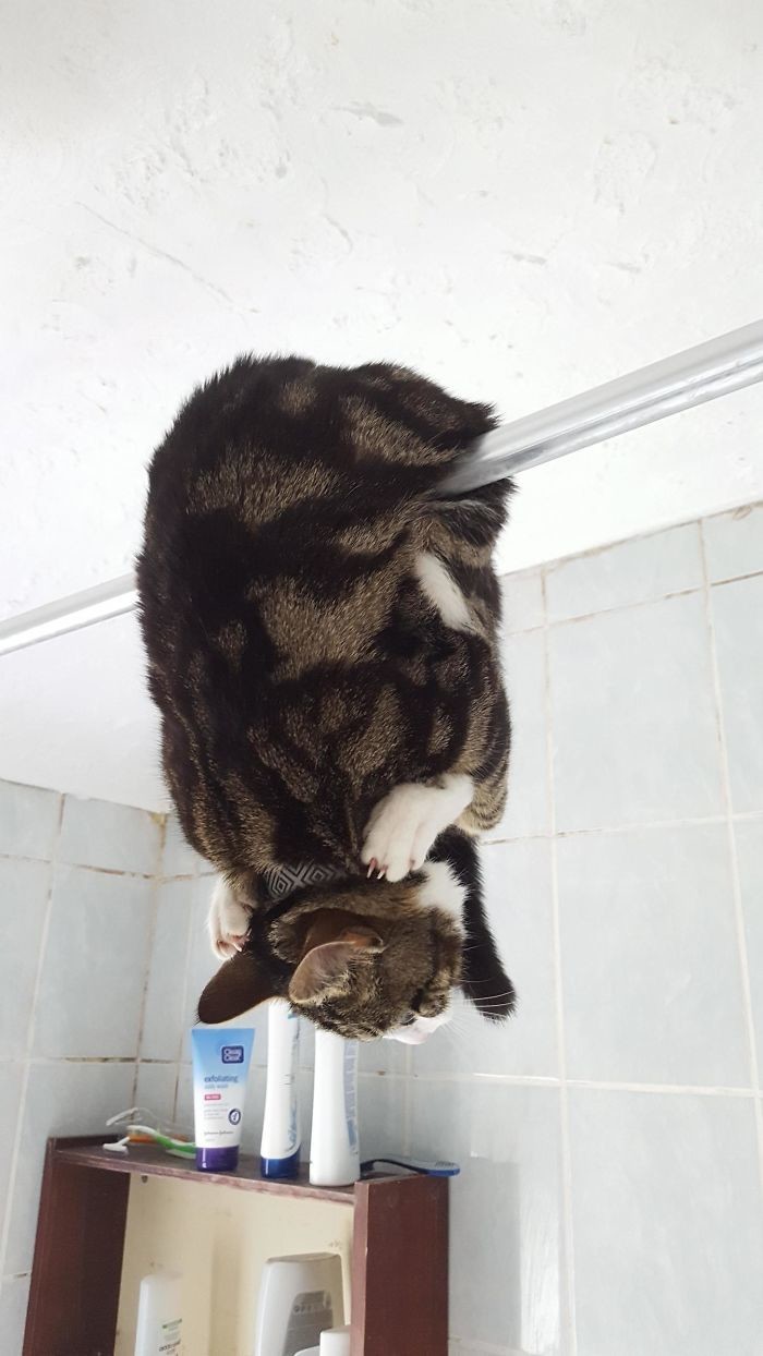 Этот кот любит зависать в ванной