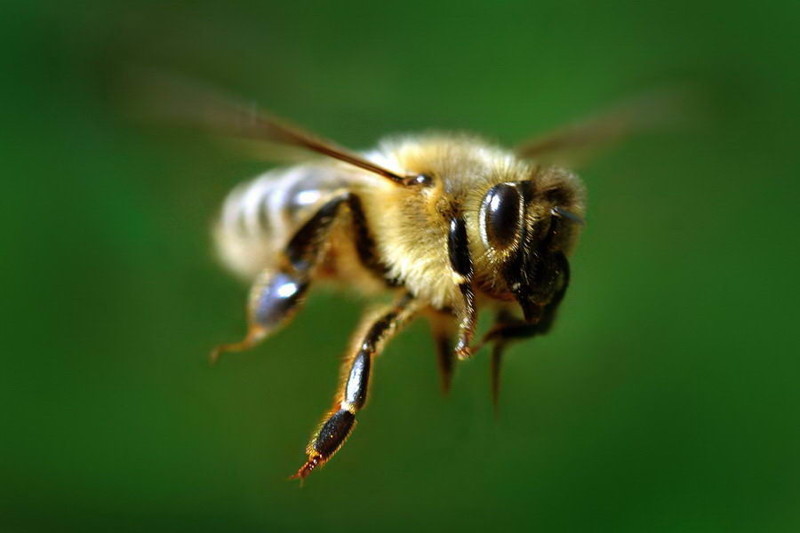 7. Полёт пчелы