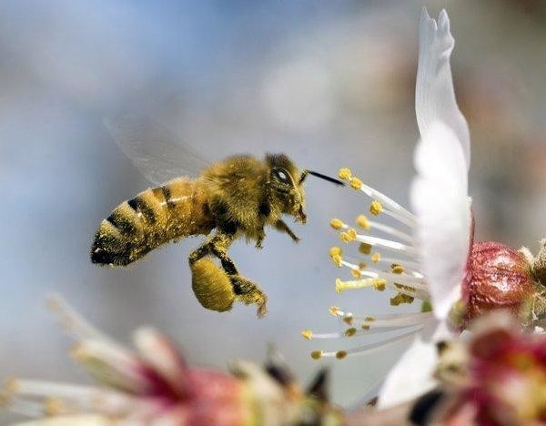 1. Как узнать медоносную пчелу