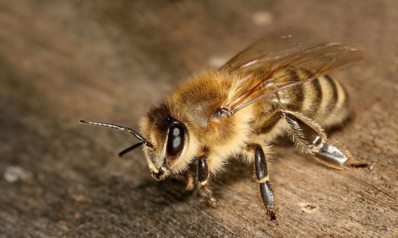 15. Одиночные пчёлы