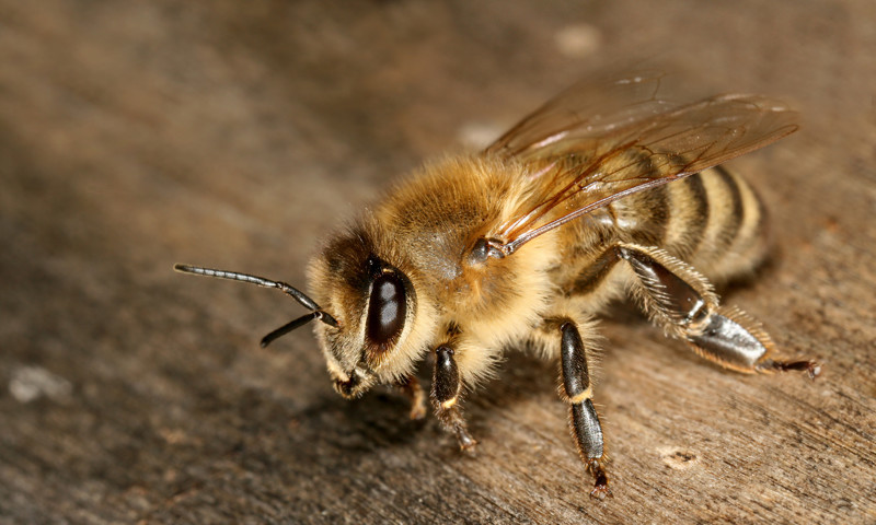 11. Продолжительность жизни пчел