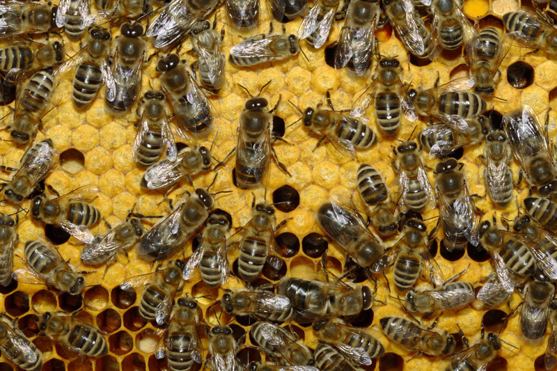 Пчёлы. Интересные факты