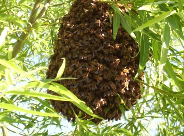 Пчёлы. Интересные факты