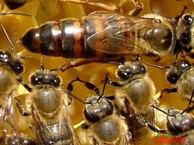 13. Пчелиная матка и размножение пчел