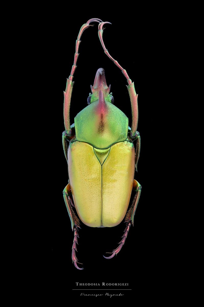 Энтомология: макро-портреты насекомых Francesco Bagnato