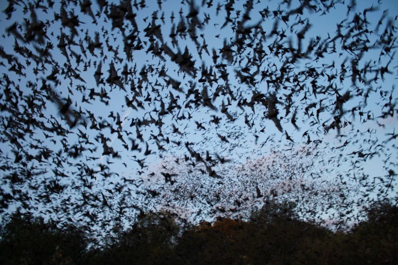 Пещера Bracken Bat Cave в Техасе считается самой большой колонией летучих мышей в мире- здесь обитают более 20 миллионов мышей. Когда мыши покидают пещеру, их группа настолько велика, что на радарах фиксируется огромная предгрозовая туча.