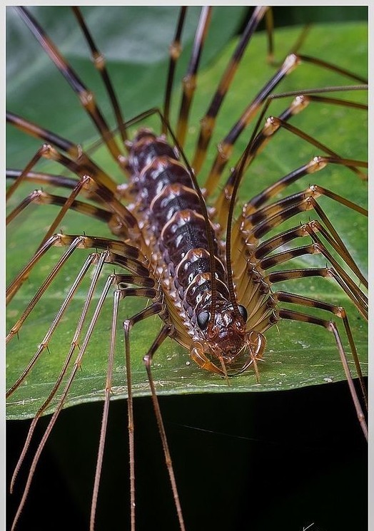 Мухоловка (Scutigera coleoptrata). Эта зверюга изничтожит у вас всех мух, тараканов и мокриц, если вдруг появится. Очень полезная "животина", очень быстрая и совершенно неопасная.